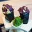 HY SUSHI Marrakech - TEMAKI Thon mangue